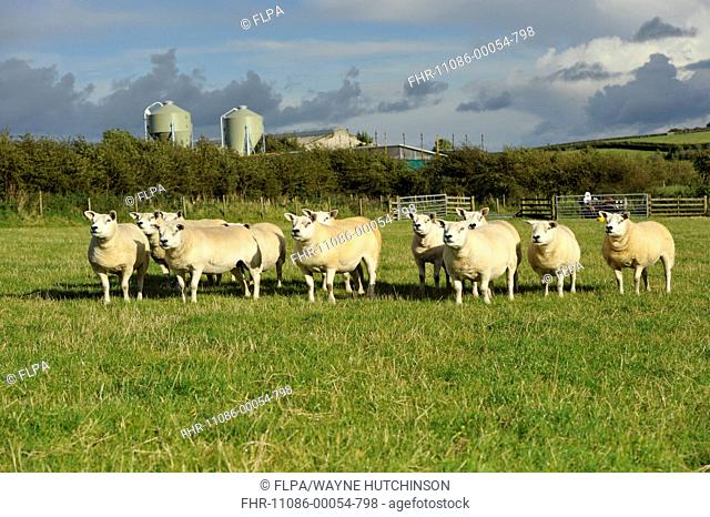 Domestic Sheep, Texel ewes, flock standing in pasture, Lancashire, England, September