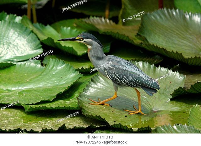 Green-backed Heron Butorides striatus - Lima, Peru, South America