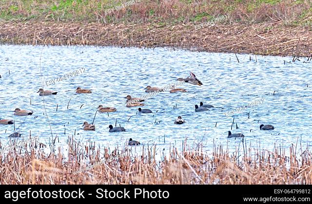 Gadwalls and Coots in a Wildlife Refuge at the Ted Shanks Wildlife Management Area in Missouri