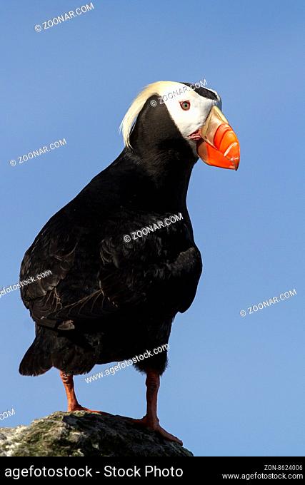 tufted puffin sitting on a rock turned rehouse