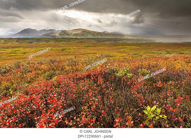 A storm passes over fall colors and the mounatins of the Alaska Range in Denali National Park & Preserve, Alaska