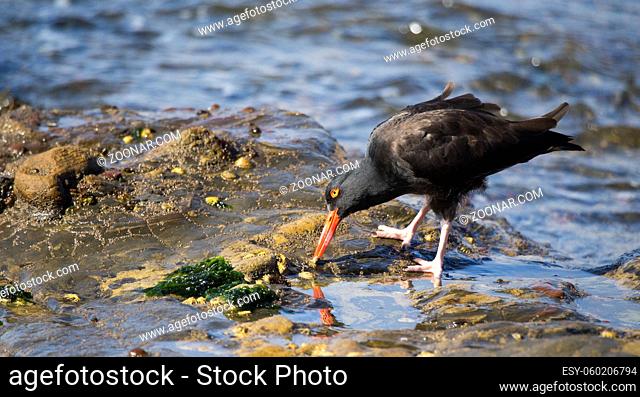 A single black oystercatcher (Haematopus bachmani) feeds on a tidepool limpet at Point Lobos Reserve on the California coast