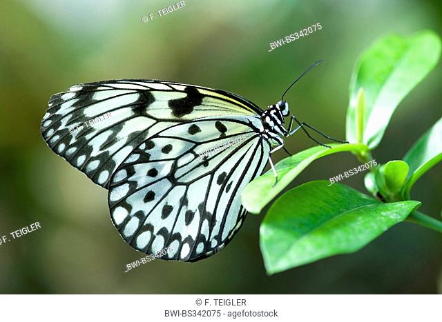 White Tree Nymph, Paper Kite, Rice Paper butterfly (Idea leuconoe), sitting on a leaf, Germany