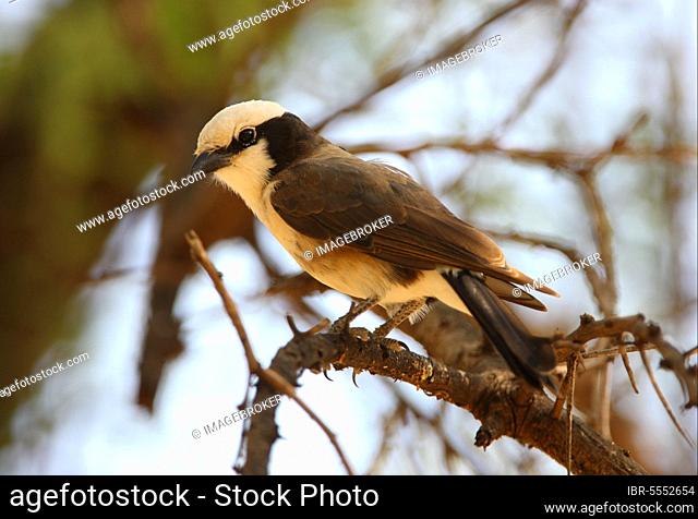 Eurocephalus ruppelli, Rueppell's Shrike, songbirds, animals, birds, Northern White-crowned Shrike (Eurocephalus rueppelli) adult, perched in tree, Lake Baringo