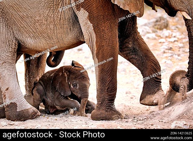 Neugeborener Elefant, Etosha-Nationalpark, Namibia, (Loxodonta africana) | new born elephant, Etosha National Park, Namibia, (Loxodonta africana)