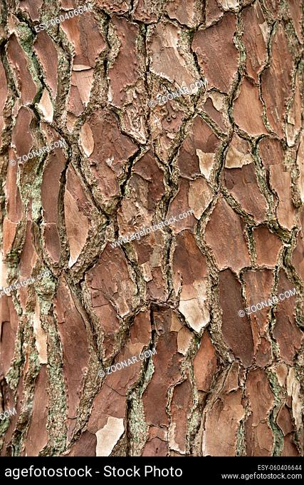 Close up of a ceder tree bark pattern in a full frame image
