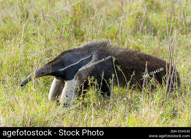 The endangered Giant anteater (Myrmecophaga tridactyla) at Caiman Ranch in the Southern Pantanal in Brazil