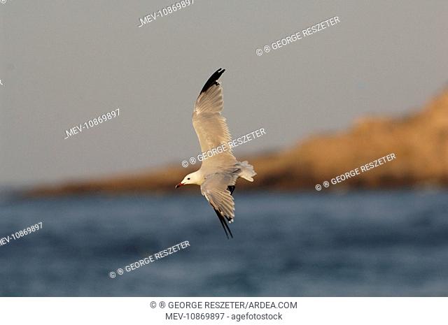 Winter moulting Audouinis Gull (Larus audouinii). Tarifa Spain September