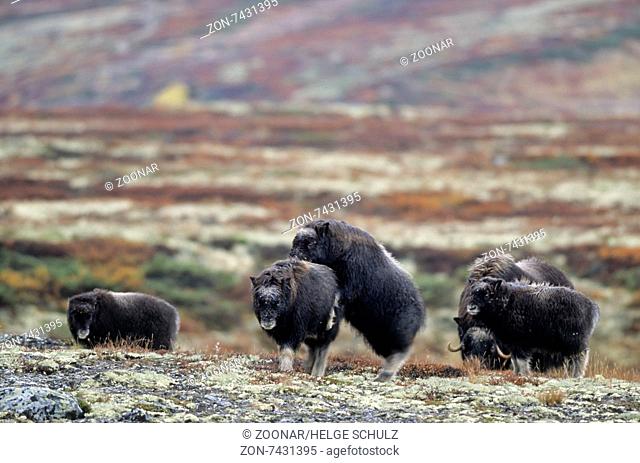 Muskox calfs play in the autumnally tundra