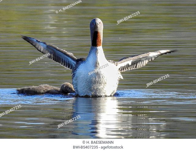 red-throated diver (Gavia stellata), shaking over chicken, Norway, Troms
