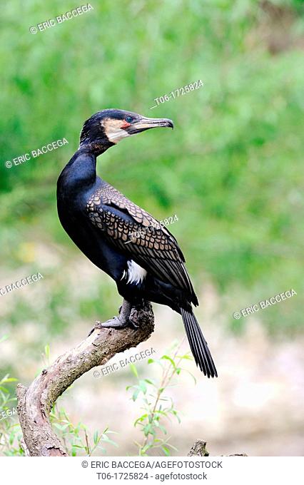 Common cormoran perched on branch (Phalacrocorax carbo), captive, Alsace, France