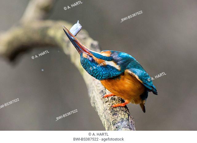 river kingfisher (Alcedo atthis), killing caught fish by slapping it onto the branch, Germany, Bavaria