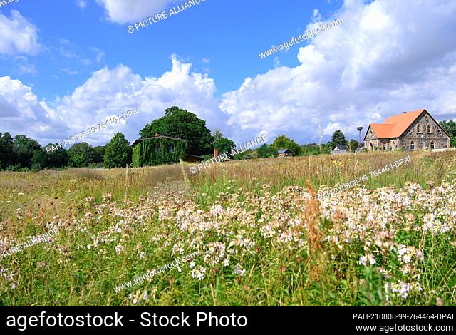 29 July 2021, Brandenburg, Schwedt/Ot Criewen: A meadow with wildflowers grows in the park garden of the village in front of the historic gardener's house (r)