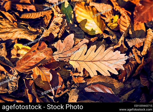 Fallen autumn leaves on the ground