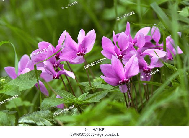 Ivy-leaved Cyclamen, hardy cyclamen (Cyclamen hederifolium, Cyclamen hederaefolium, Cyclamen neapolitanum), group of blooming plants, Italy, Sicilia