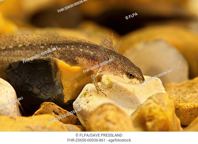 Palmate Newt Lissotriton helveticus larva, resting on gravel underwater, Belvedere, Bexley, Kent, England, june photographed in specialist photography tank and...