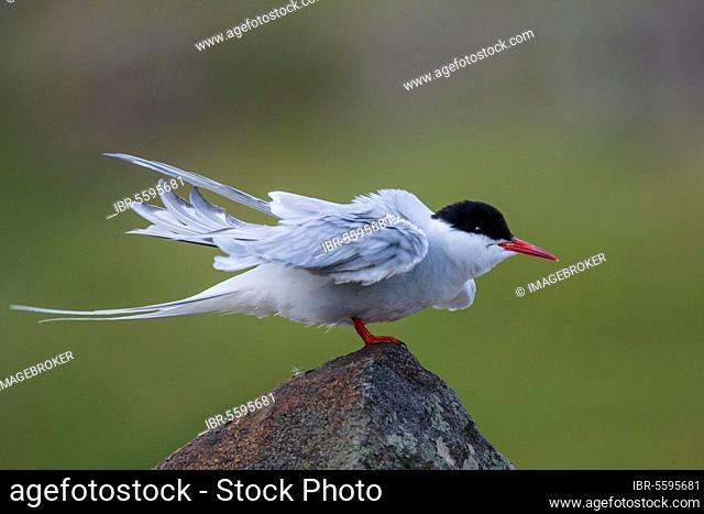 Arctic terns (Sterna paradisea) Arctic Tern, animals, birds, Arctic tern adult, breeding plumage, 'rousing' on stone wall, Isle of May, Firth of Forth, Scotland