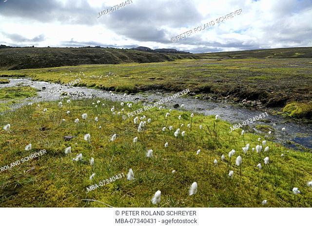 Iceland, cotton grass meadow at the brook, in the background old lava field