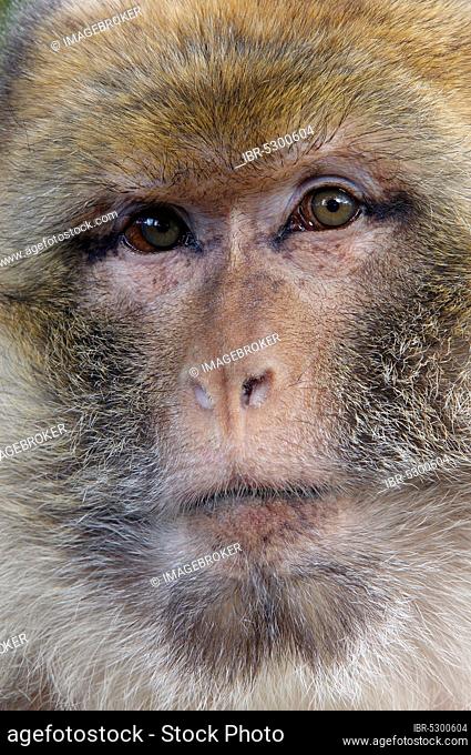 Barbary Monkey (Macaca sylvana), Barbary Monkey
