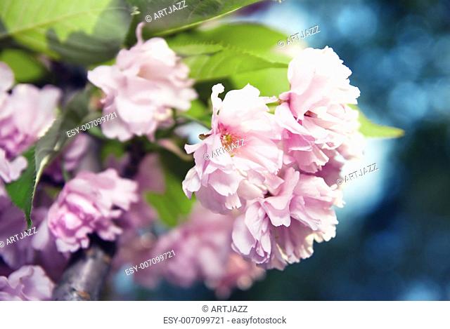 spring blossom of purple sakura