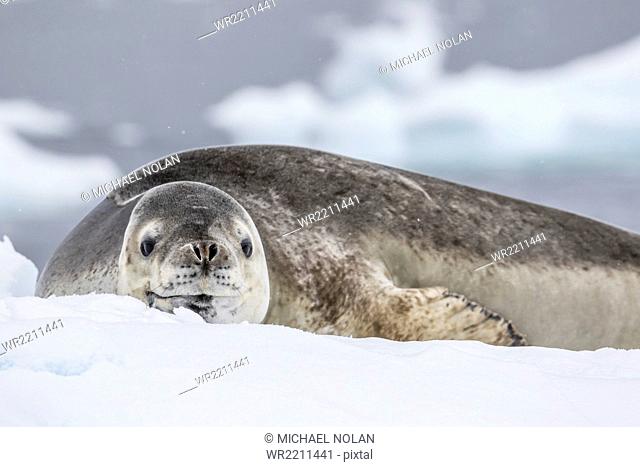 Adult leopard seal (Hydrurga leptonyx), hauled out on ice in Buls' Bay, Brabant Island, Antarctica, Polar Regions