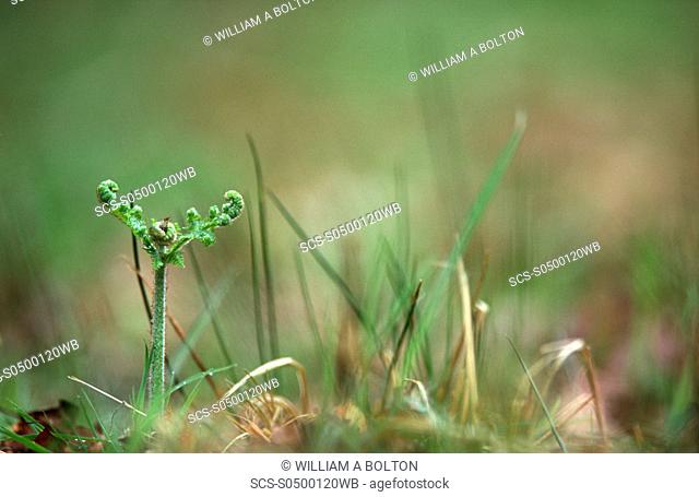 Bracken frond Pteridium aquilinum emerging in spring, UK