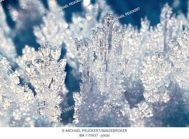 Hoar frost crystals