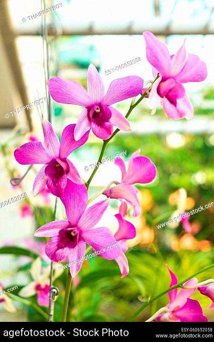 Orchids in the Garden, Beautiful Flower from the Forrest