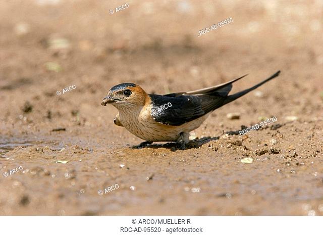 Red-rumped Swallow, Spain, Hirundo daurica