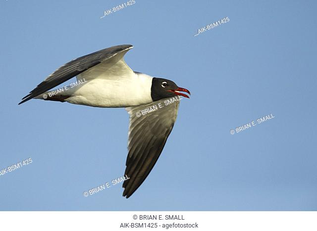 Adult Laughing Gull (Larus atricilla) in breeding plumage in Galveston County, Texas, USA. In flight, calling