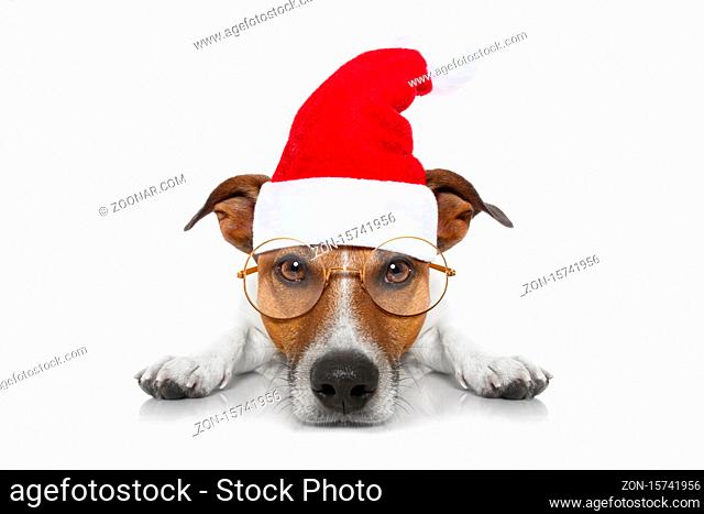 jack russell dog looking and staring with santa claus hat for christmas holidays, isolated on white background