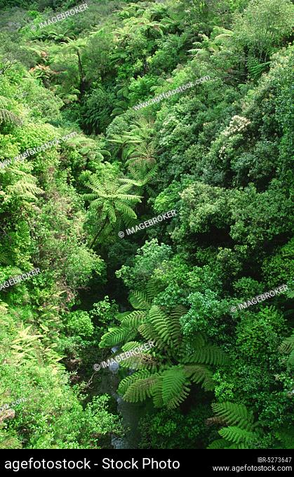 Tree ferns, Whanganui National Park, North Island, New Zealand, Oceania