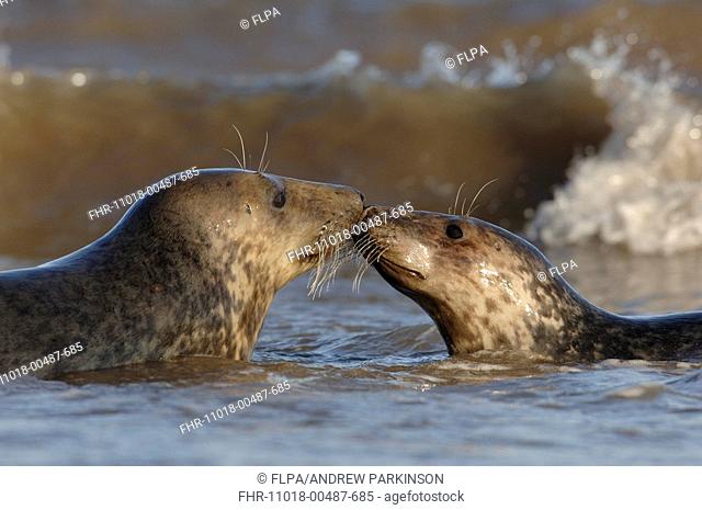 Grey Seal Halichoerus grypus two sub-adults, touching noses amongst breaking waves, Lincolnshire, England