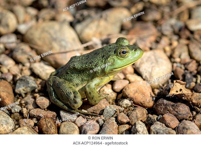 American Bullfrog (Lithobates catesbeianus), Lake Superior Provincial Park, Ontario, Canada