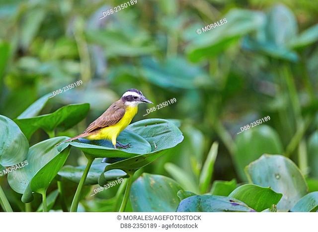 South America, Brazil, Mato Grosso, Pantanal area, Lesser Kiskadee Philohydor lictor adult, perched