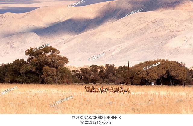 Male Bull Elk Leads Female Animal Brood Mates Livestock Owens Valley