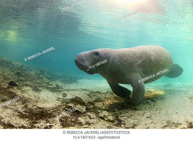 West Indian Manatee: Filmed on location at Crystal River National Wildlife Refuge, Crystal River, Florida courtesy of the U S  Fish and Wildlife Service