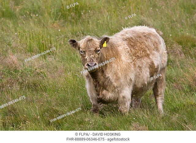 Luing cattle are a beef breed developed on the island of Luing in the Inner Hebrides of Scotland1 by the Cadzow brothers2, Ralph, Denis and Shan