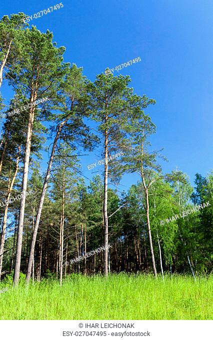 forest photo, which grows a large number of pine trees, solitary trees on a background of blue sky