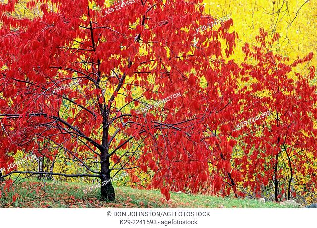 Pincherry (Prunus pensylvanica) Autumn foliage, Greater Sudbury, Ontario, Canada