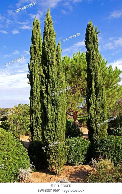 Italian cypress (Cupressus sempervirens), columnar cypresses, Italy