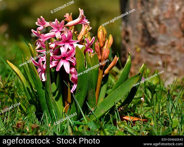 Gartenhyazinthe, Hyacinthus orientalis, hyacinth, common hyacinth, Dutch hyacinth, garden hyacinth