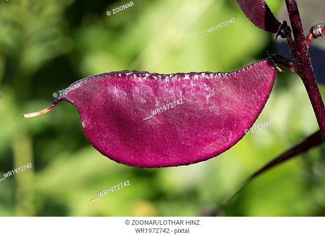 Lablab purpureus Sweet, Hyacinth bean, Australian