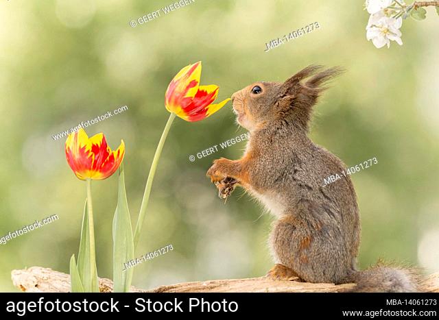 close up of red squirrel smelling and looking at tulip flowers