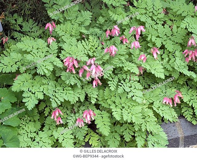 DICENTRA LUXURIANT