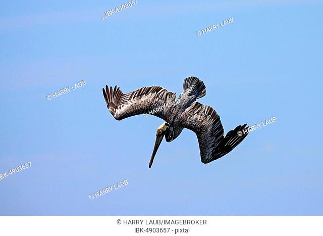 Brown Pelican (Pelecanus occidentalis) in dive, Playa Samara, Samara, Nicoya Peninsula, Guanacaste Province, Costa Rica