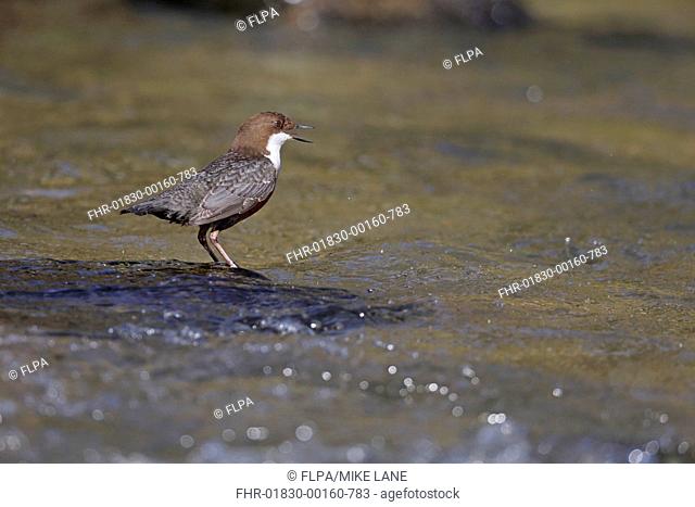 White-throated Dipper (Cinclus cinclus gularis) adult, calling, standing in stream, Wales, March