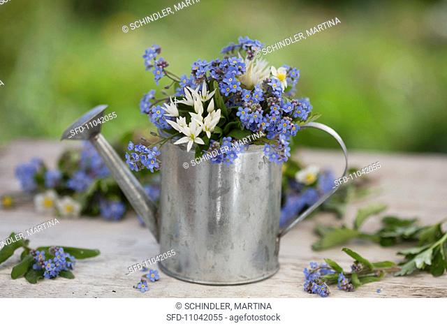 Forget-me-not and chive flowers in a small zinc watering can