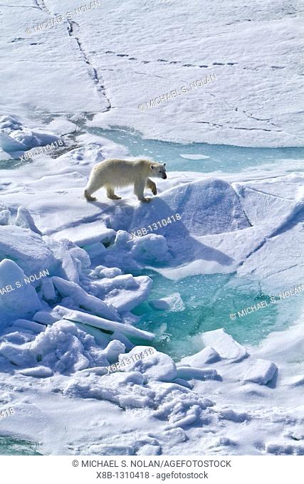 A curious young polar bear Ursus maritimus approaches the National Geographic Explorer along the northwestern coast of Spitsbergen in the Svalbard Archipelago