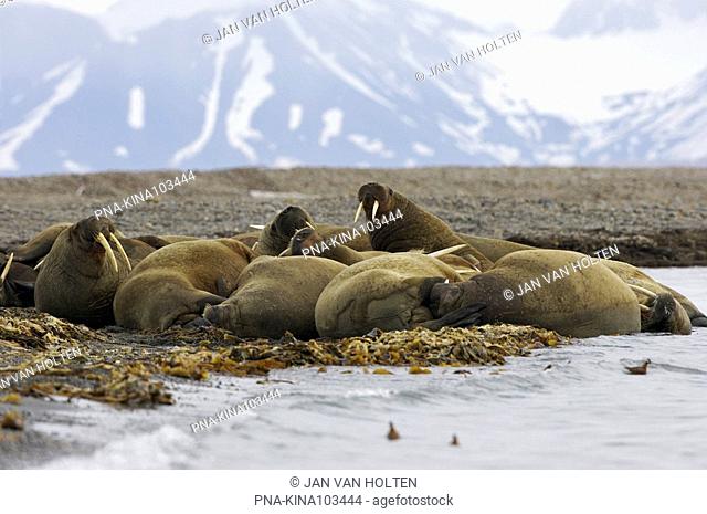 Walrus Odobenus rosmarus - Torellneset, Nordaustlandet, Spitsbergen, Svalbard, Europe